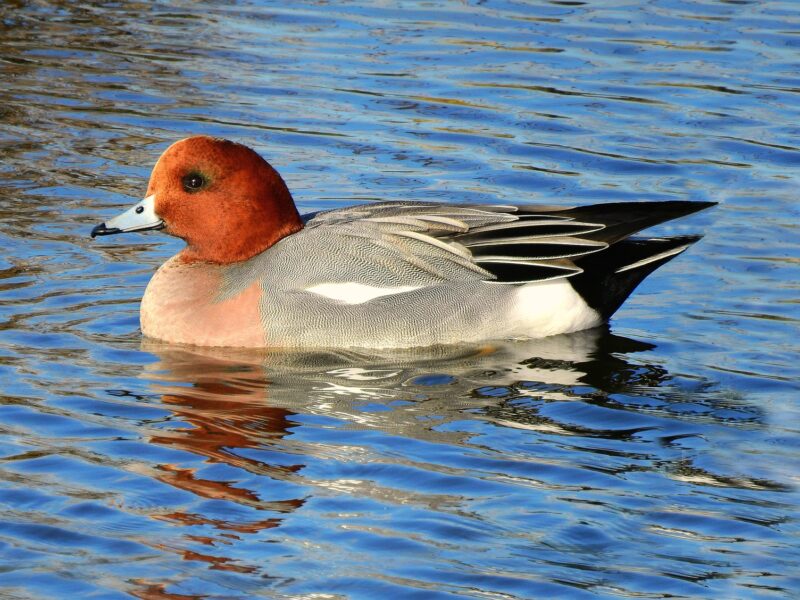 Eurasian wigeon