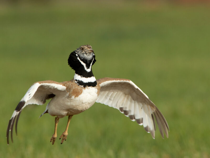Male Little bustard performing mating jumps in his breeding terr