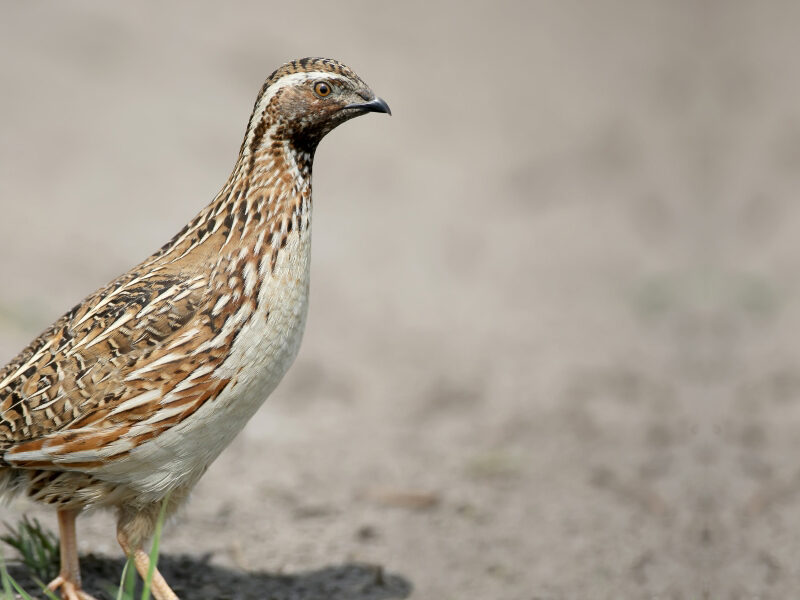 common-quail
