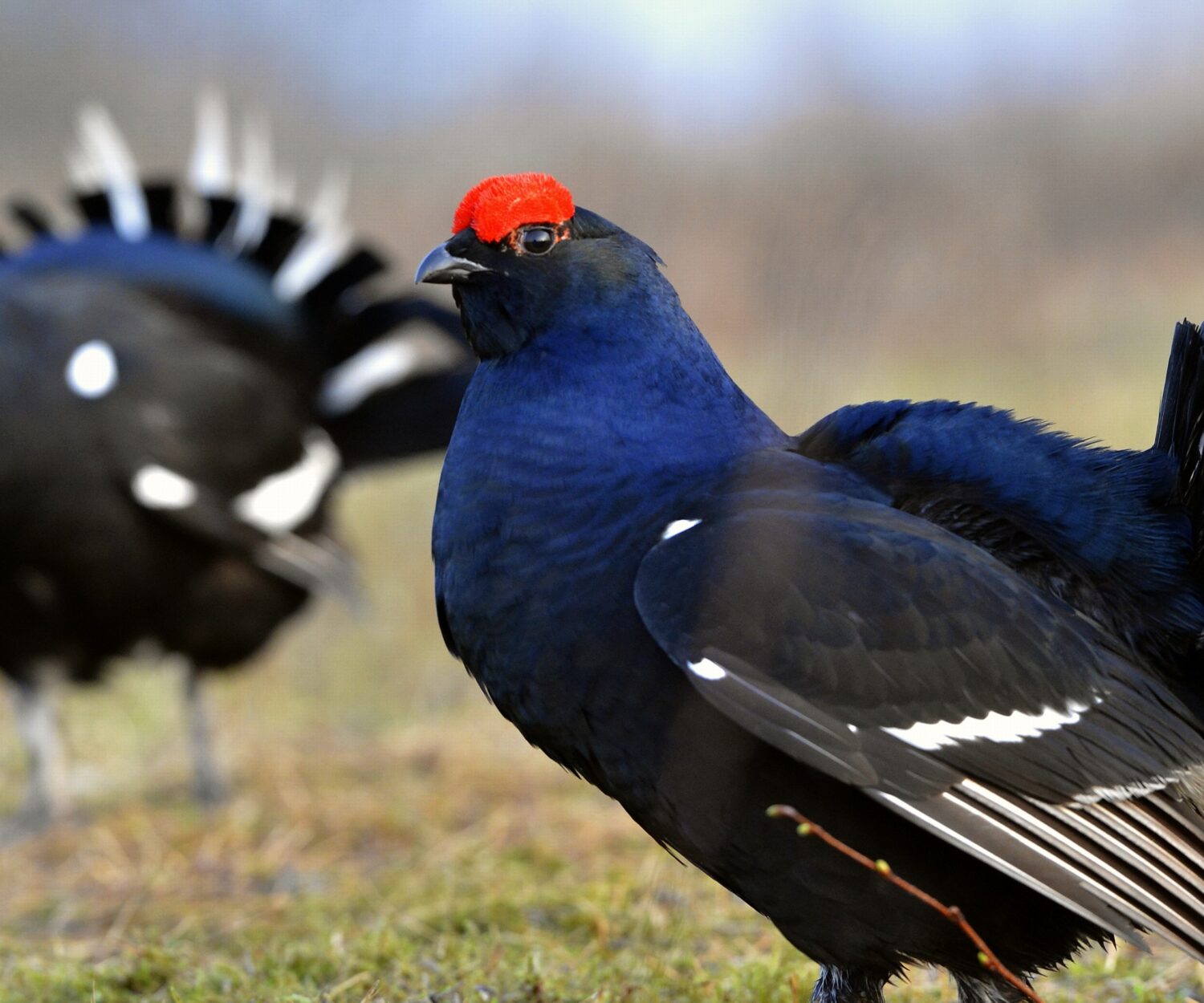Two lekking black grouses