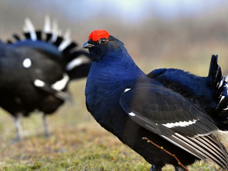 Two lekking black grouses