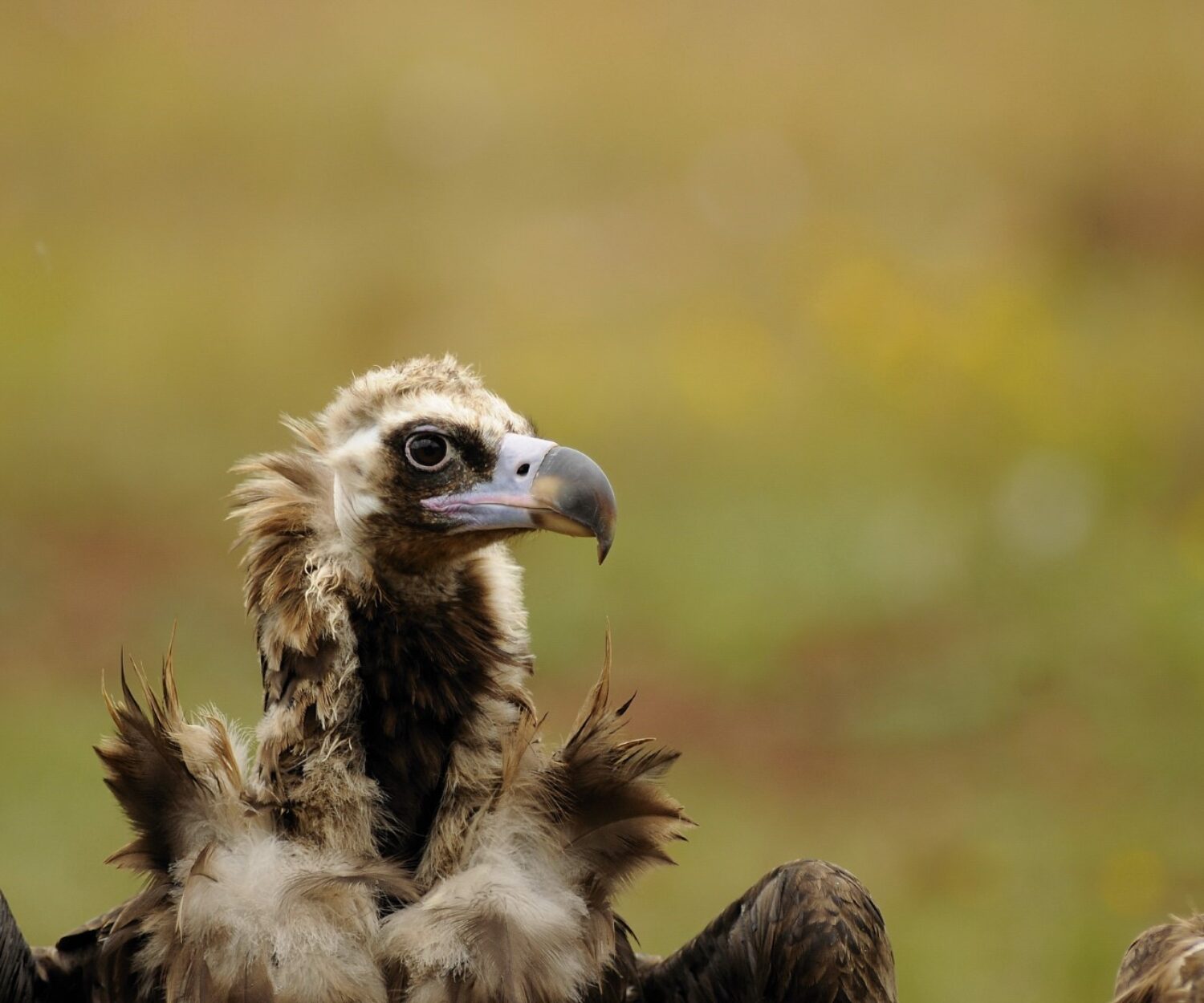 VAUTOUR MOINE
AEGYPIUS MONACHUS