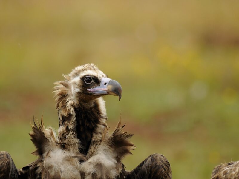 VAUTOUR MOINEAEGYPIUS MONACHUS