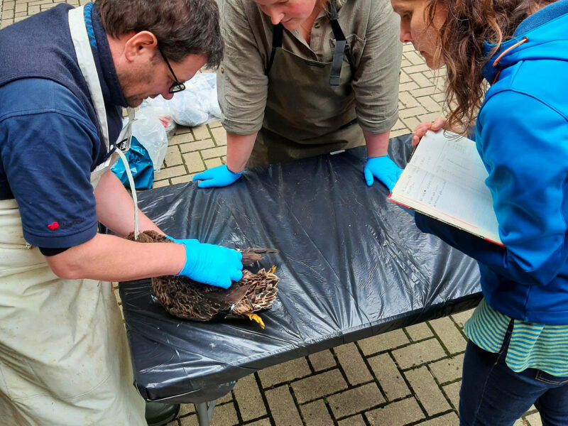 experten_bestimmung_LangSommerKlages-(2)