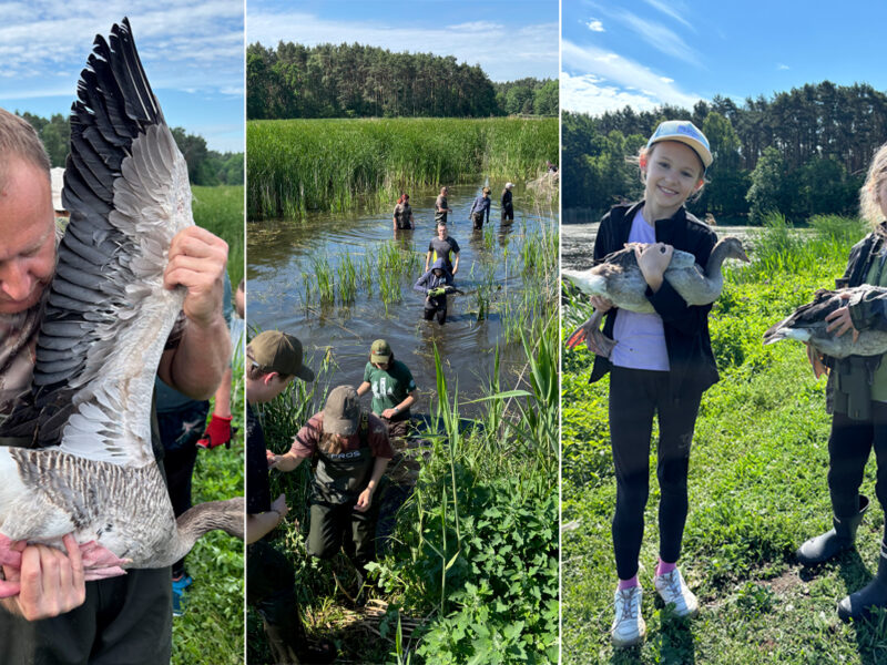Greylag_Geese_Ringing_Poland